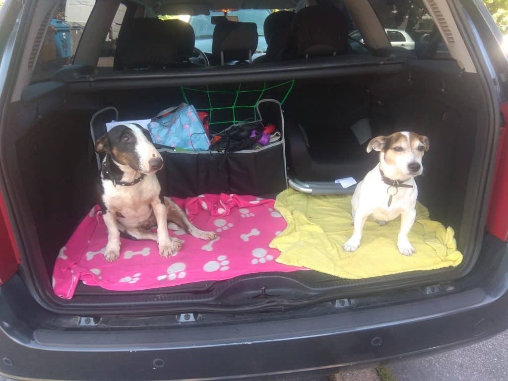 Dva psi v kufru auta